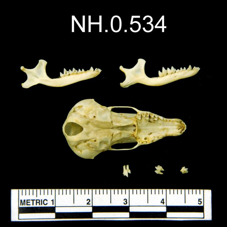 Ventral view of object no. NH.0.534.