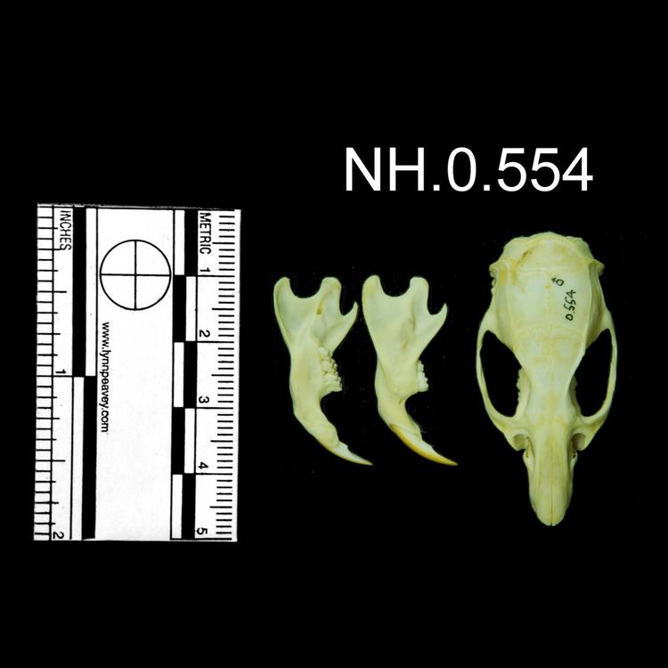 Dorsal view of object no. NH.0.554.