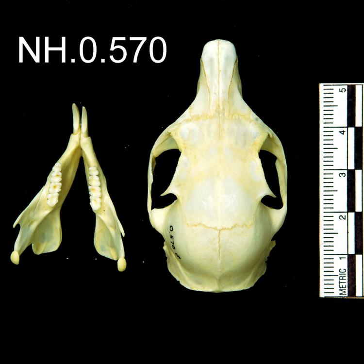 Dorsal view of object no. NH.0.570.