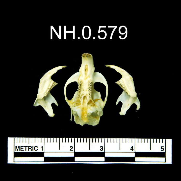 Short-tailed Vole (Microtus agrestis)