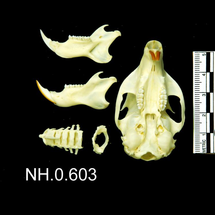 Ventral view of object no. NH.0.603.