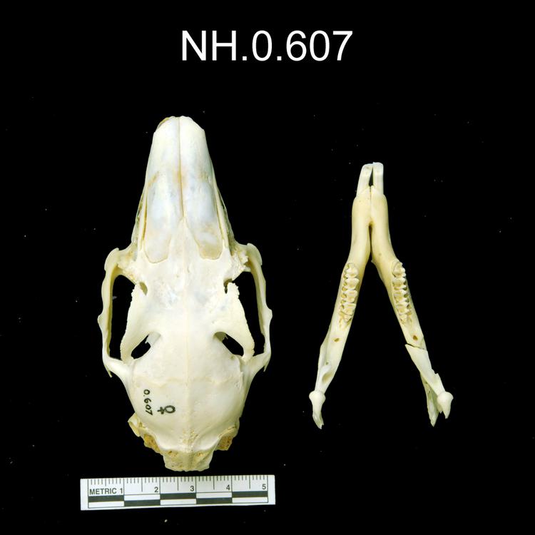 Dorsal view of object no. NH.0.607.