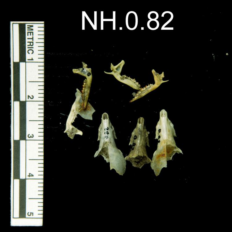 Dorsal view of object no. NH.0.82.