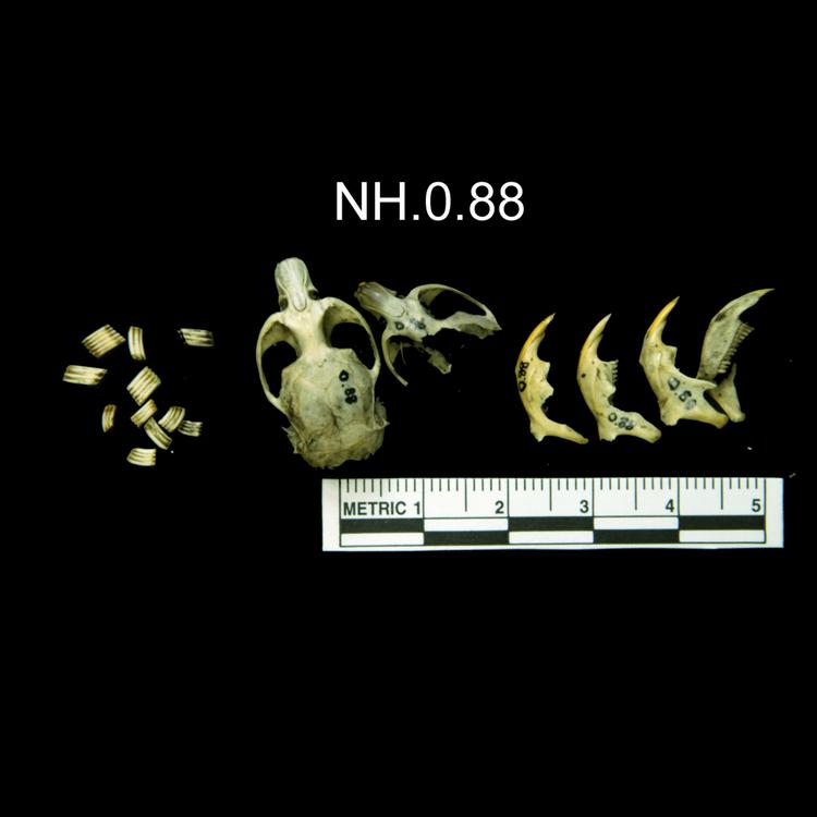 Dorsal view of object no. NH.0.88.
