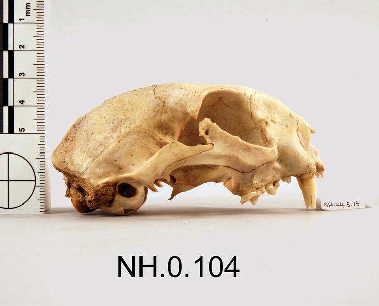 Image of Domestic Cat