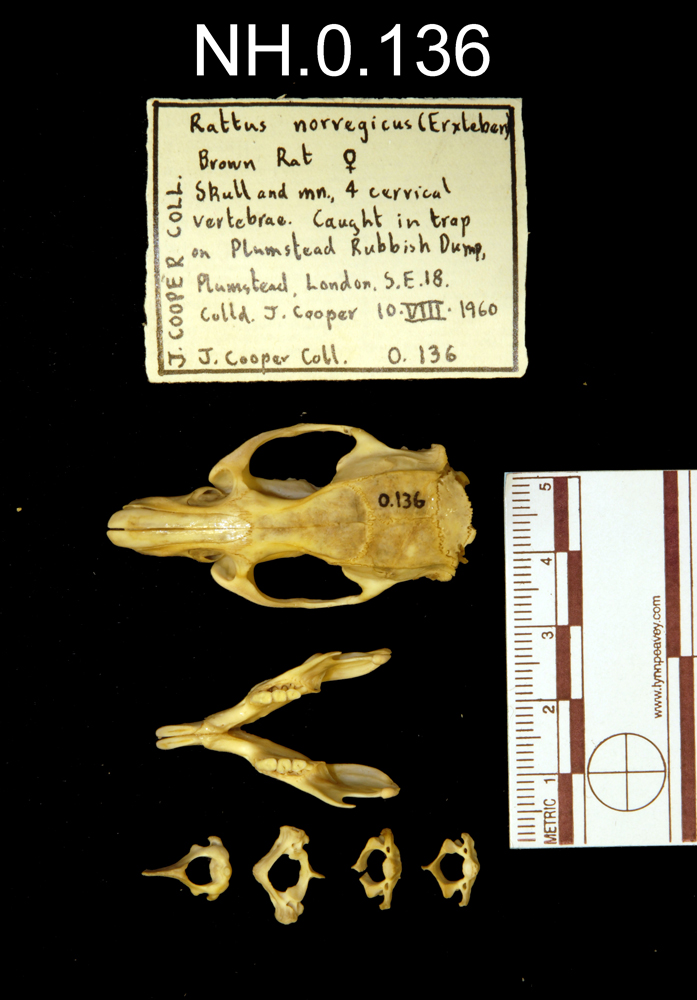 image of Brown Rat (Rattus norvegicus)