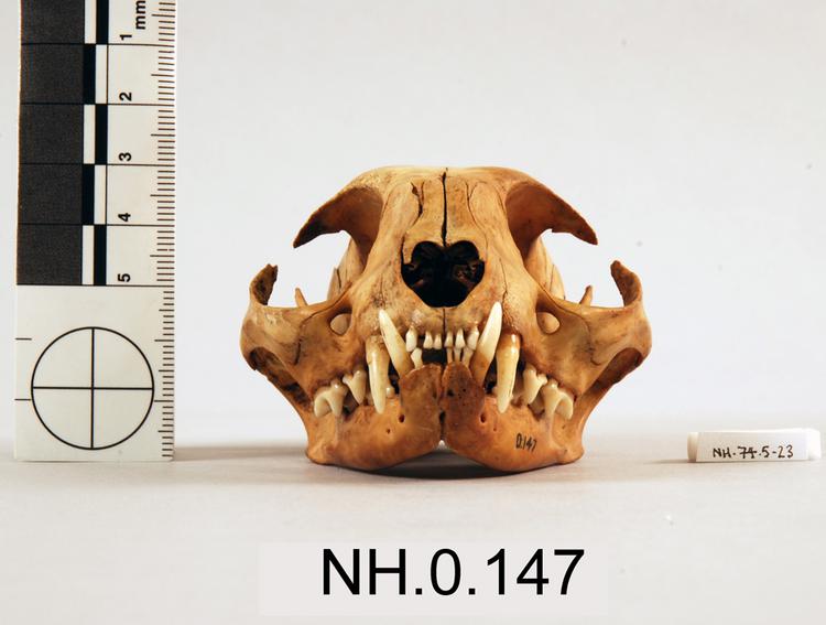 Frontal view of object no. NH.0.147.