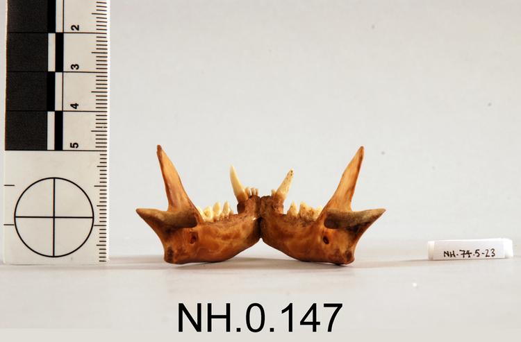 Rear view of object no. NH.0.147.