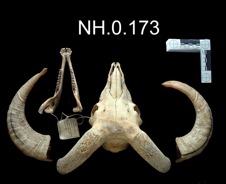 Dorsal view of object no. NH.0.173.