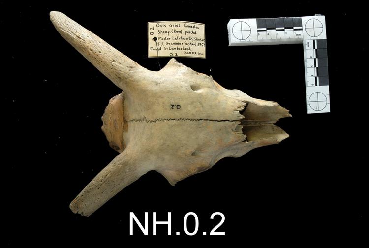 Dorsal view of object no. NH.0.2.