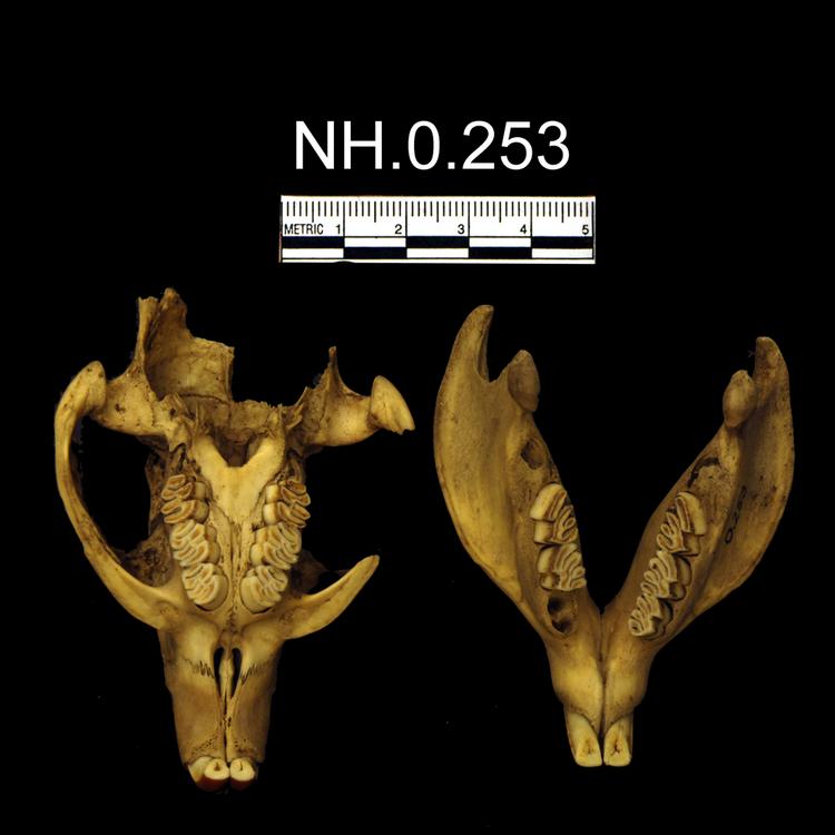 Ventral view of object no. NH.0.253.