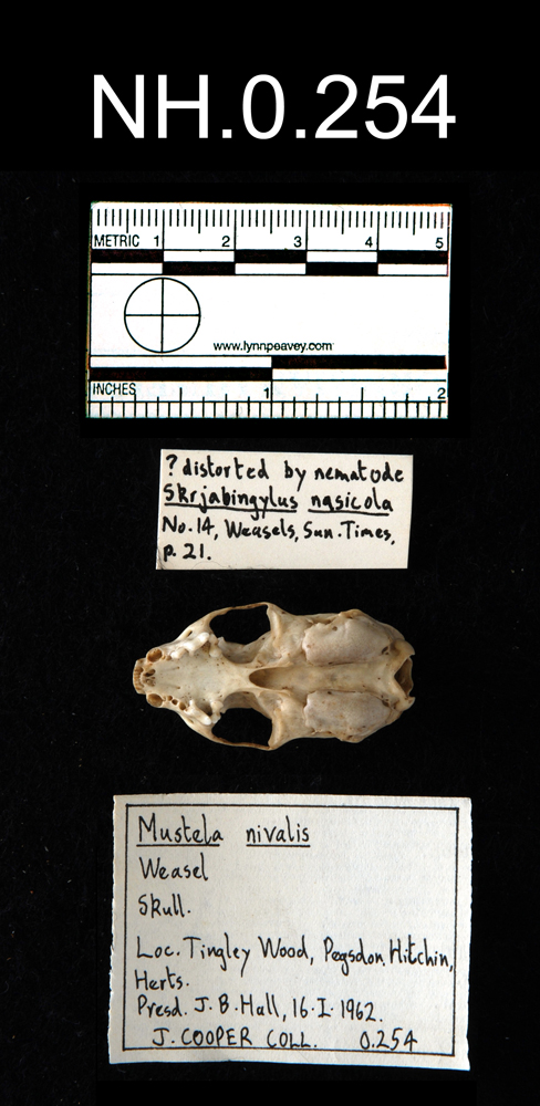 Ventral view of object no. NH.0.254.