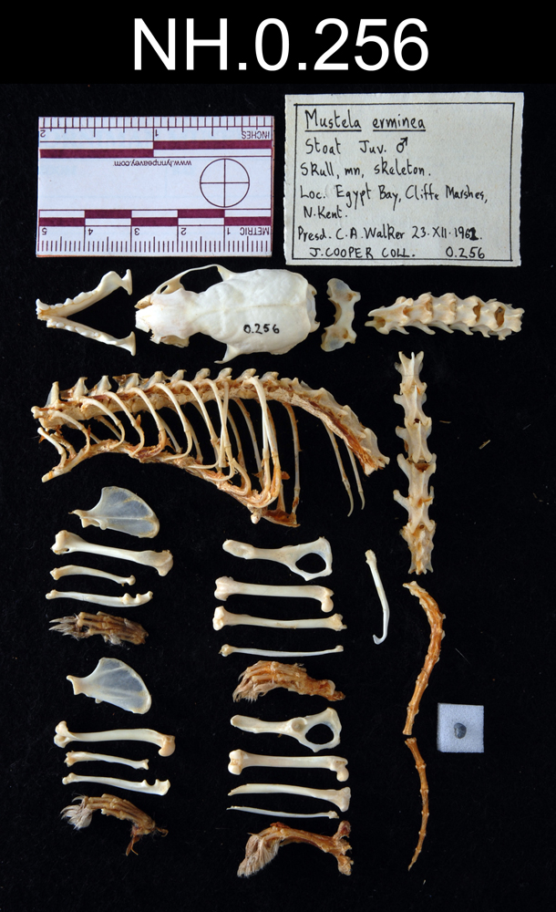 image of Least Weasel (Mustela nivalis)