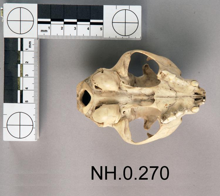 Ventral view of object no. NH.0.270.