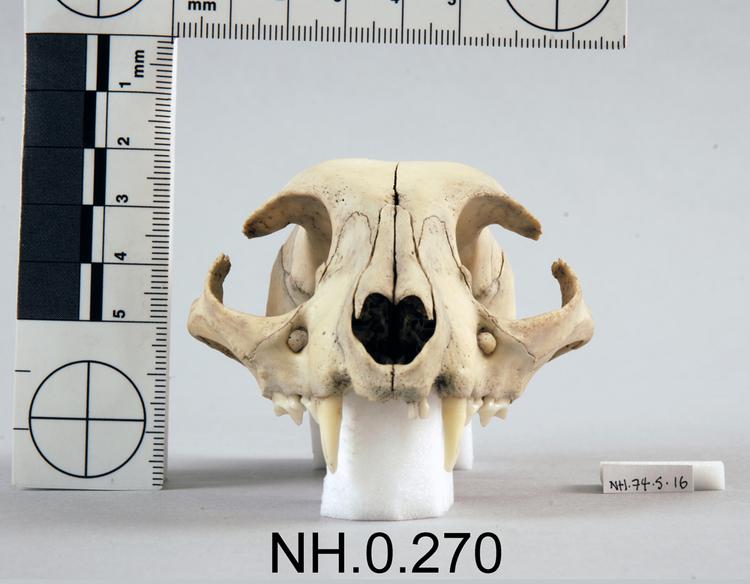 Frontal view of object no. NH.0.270.