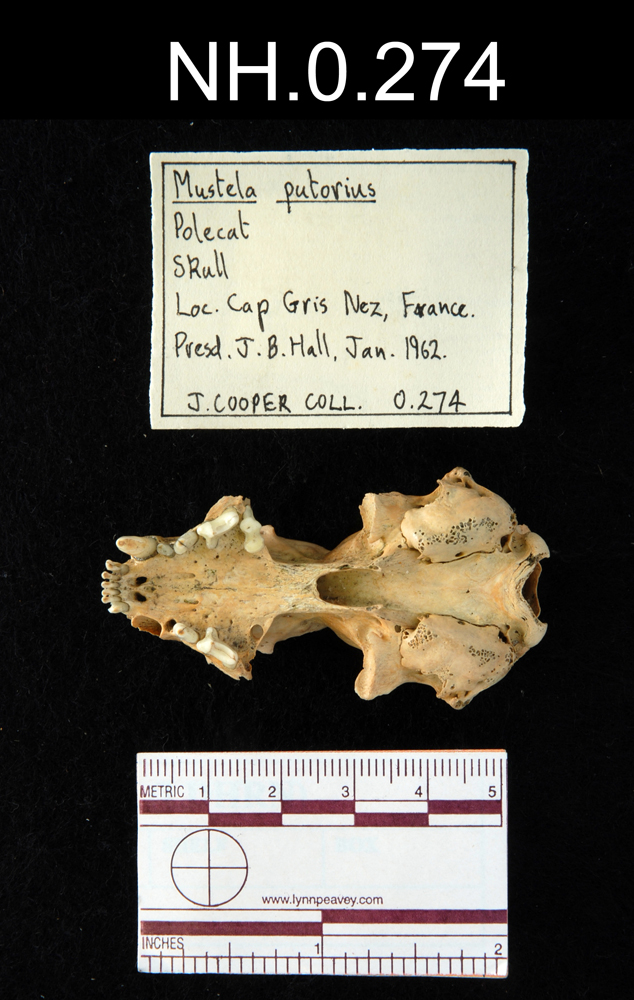 Ventral view of object no. NH.0.274.