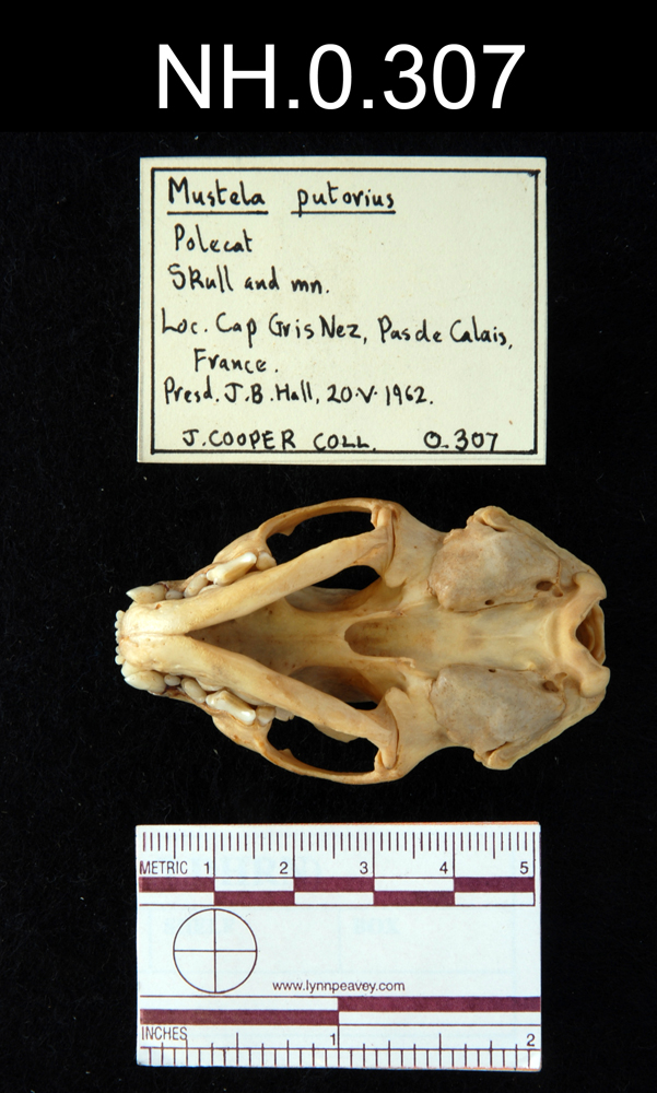 European Polecat (Mustela putorius)