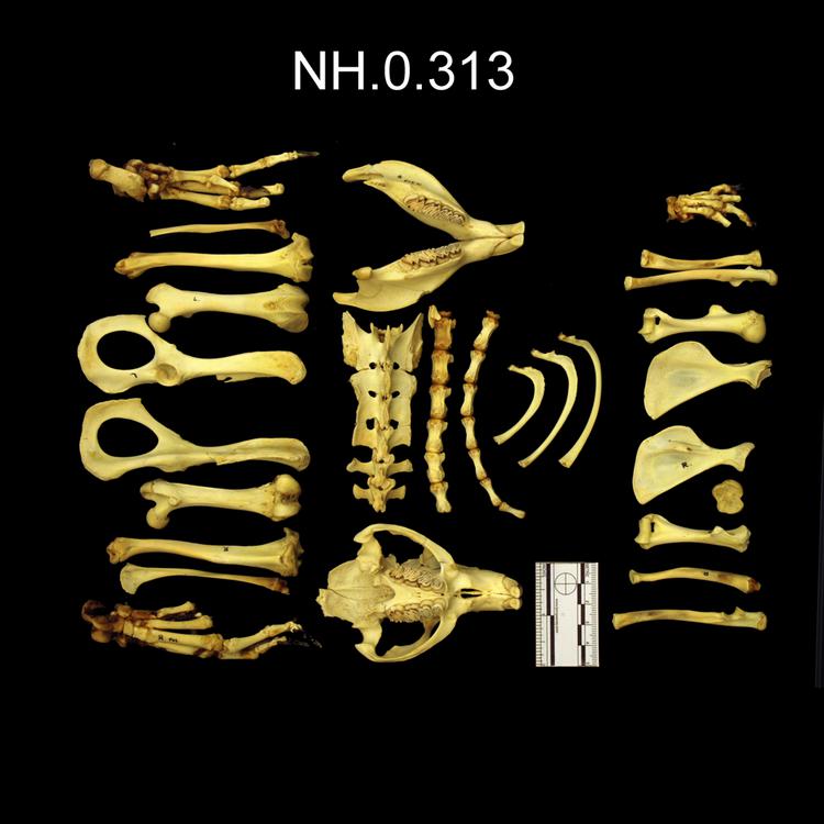 Ventral view of object no. NH.0.313.