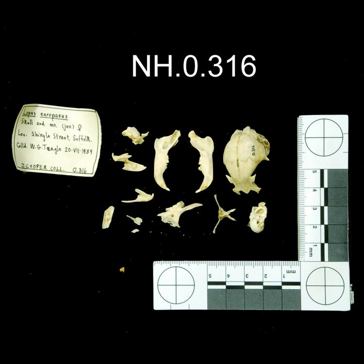 image of General of object no. NH.0.316.