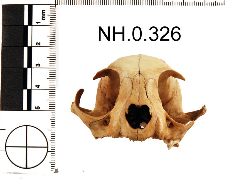 Frontal view of object no. NH.0.326.