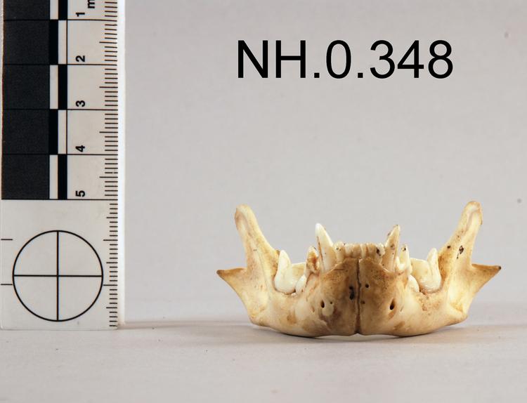 Frontal view of object no. NH.0.348.