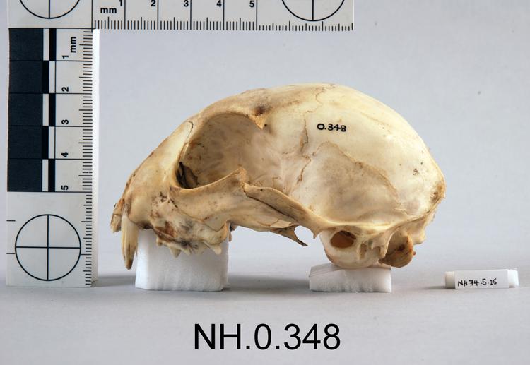 Lateral view from left of object no. NH.0.348.