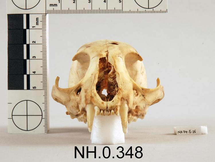 Frontal view of object no. NH.0.348.