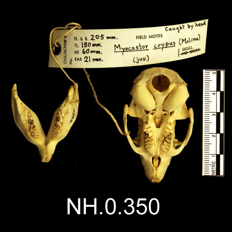 Ventral view of object no. NH.0.350.