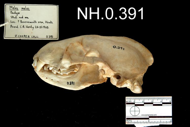 Image of Eurasian Badger