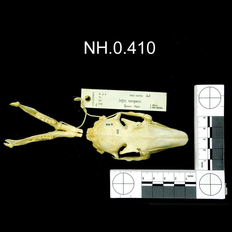 image of Dorsal view of object no. NH.0.410.