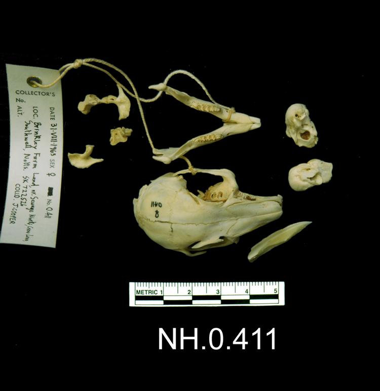 Dorsal view of object no. NH.0.411.