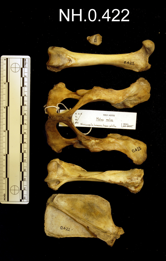 Eurasian Badger (Meles meles)