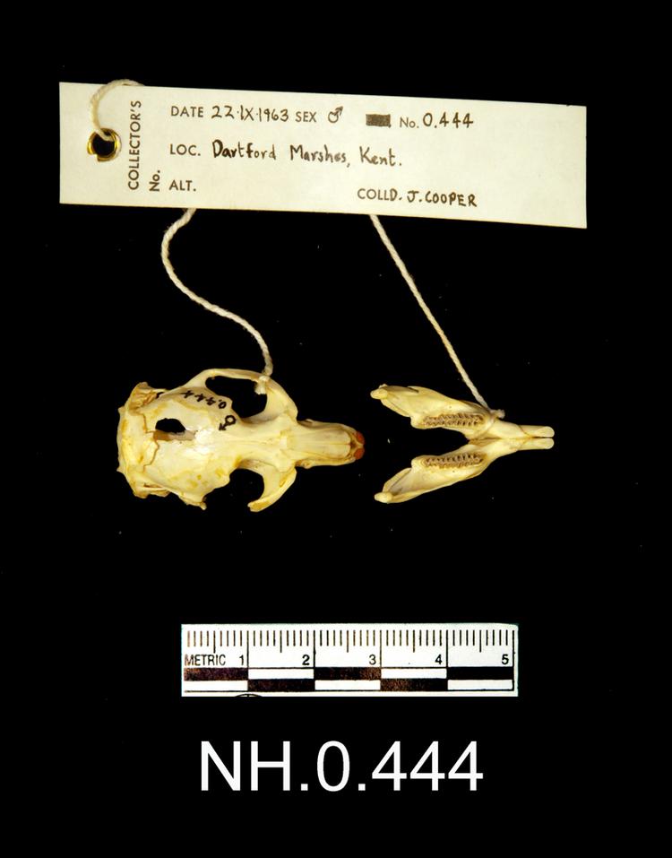 Dorsal view of object no. NH.0.444.