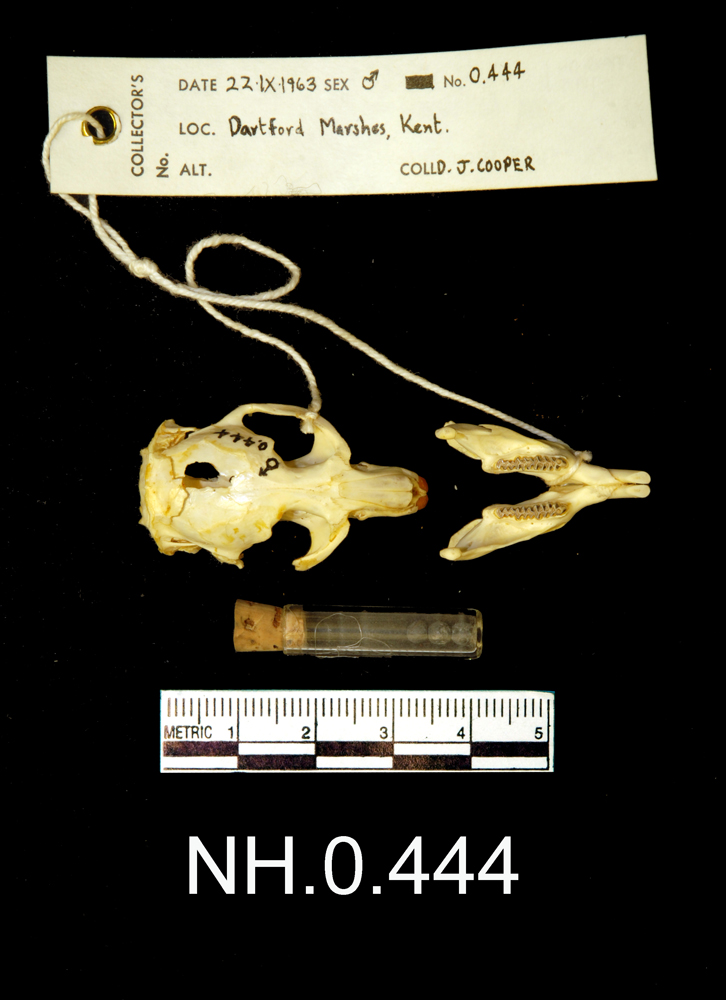 Dorsal view of object no. NH.0.444.