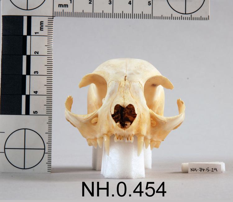 Frontal view of object no. NH.0.454.