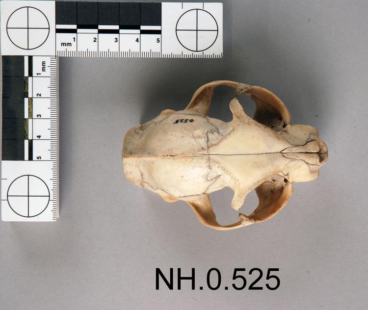 Dorsal view of object no. NH.0.525.