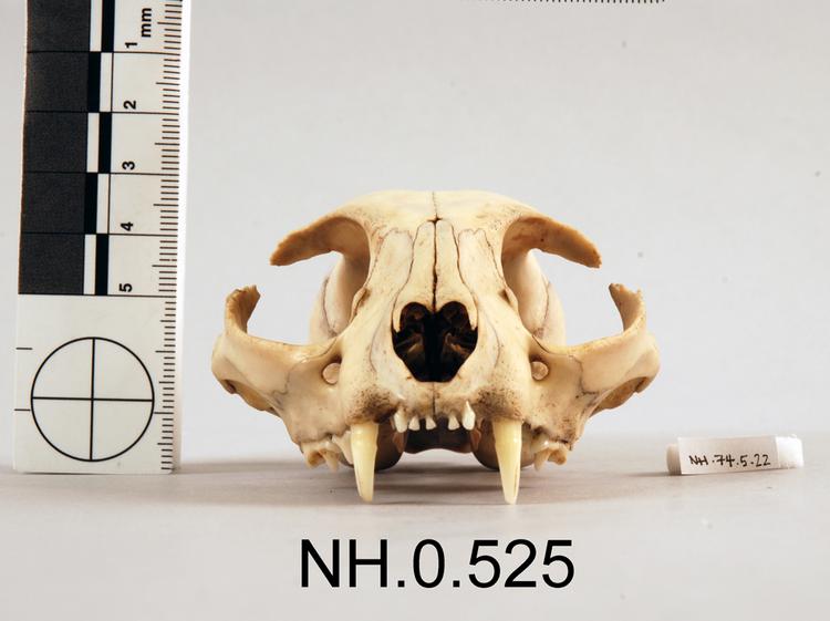Frontal view of object no. NH.0.525.