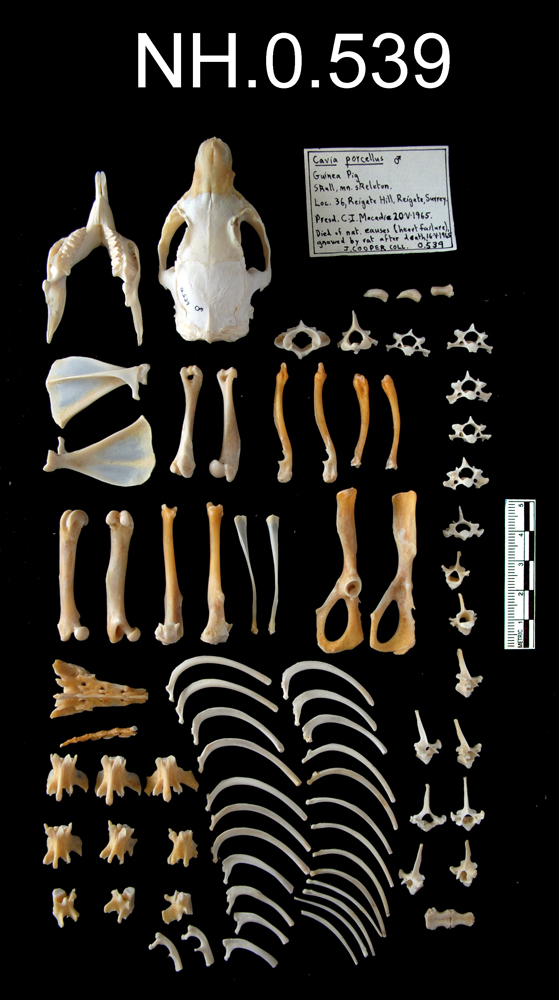 image of Guinea Pig (Cavia porcellus)