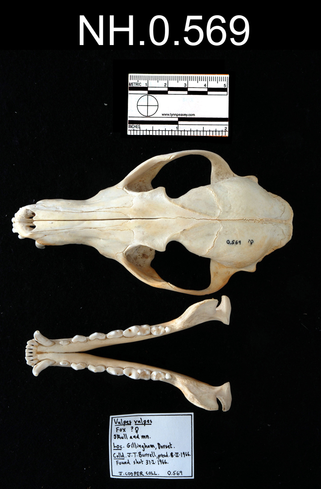 image of Red Fox (Vulpes vulpes)