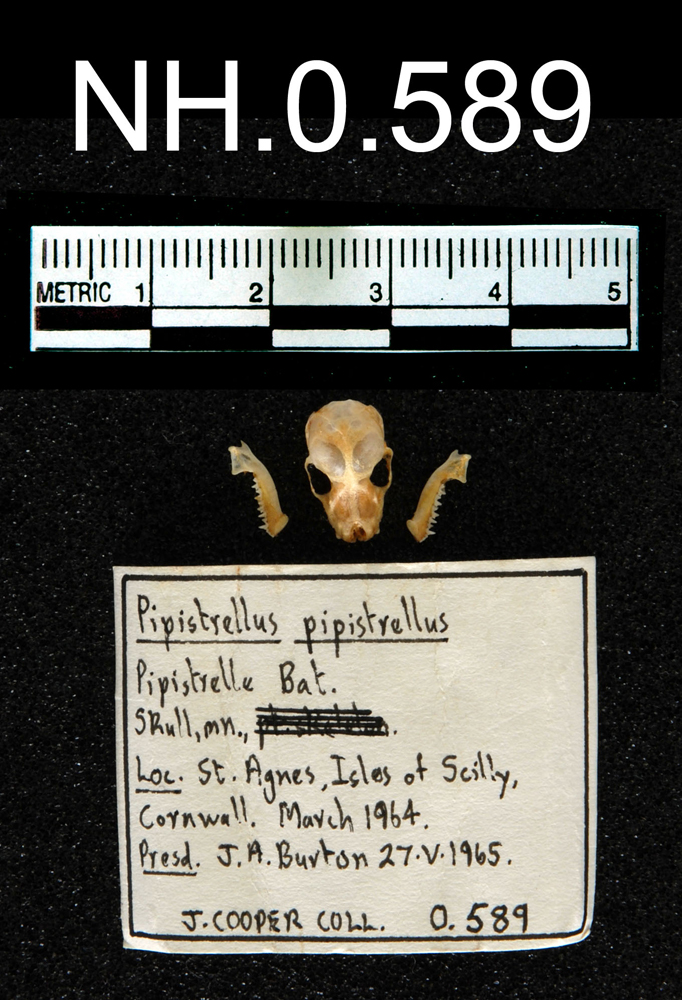 Common Pipistrelle (Pipistrellus pipistrellus)