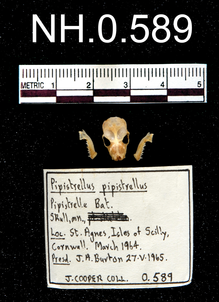 Dorsal view of object no. NH.0.589.