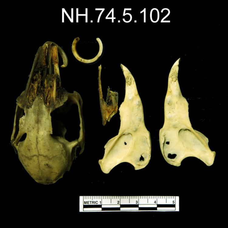 Dorsal view of object no. NH.74.5.102.
