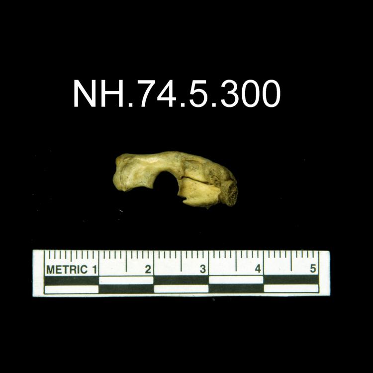 Dorsal view of object no. NH.74.5.300.