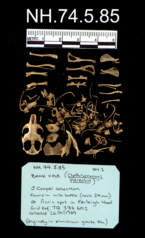 image of Bank Vole (Myodes glareolus)