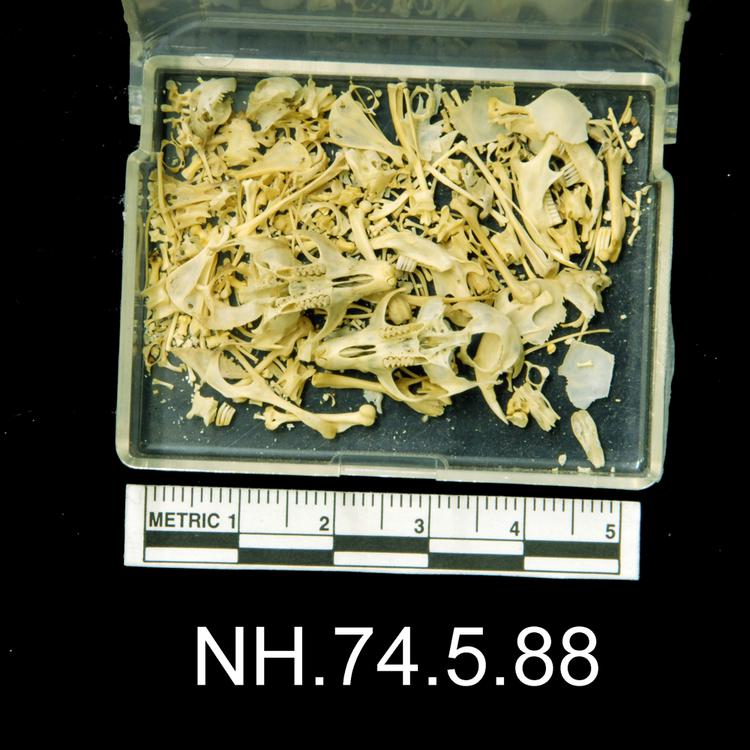 Ventral view of object no. NH.74.5.88.