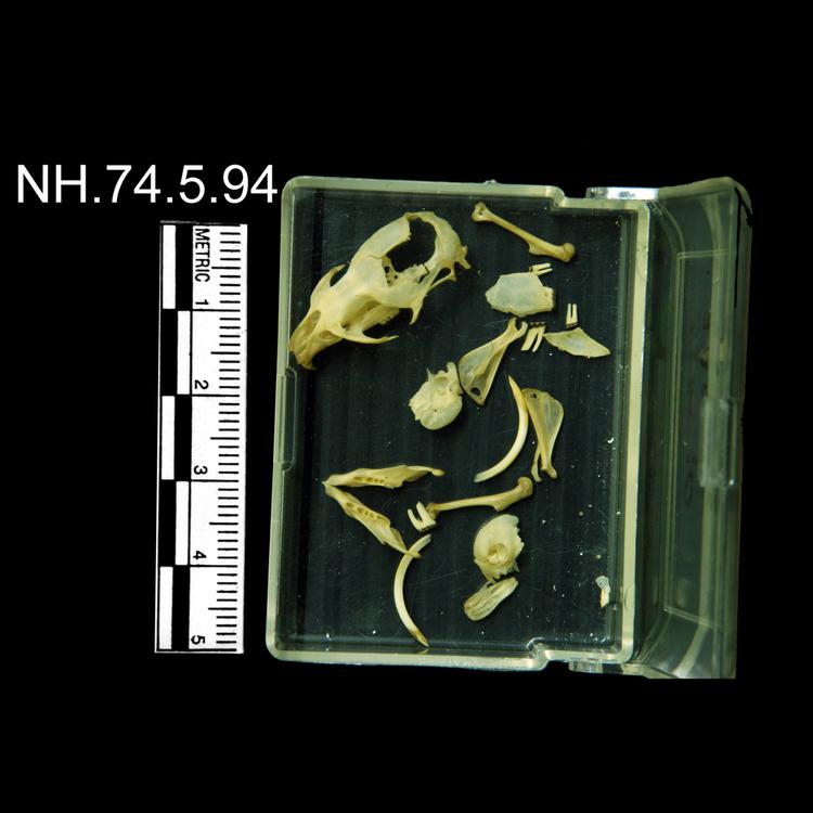 Dorsal view of object no. NH.74.5.94.