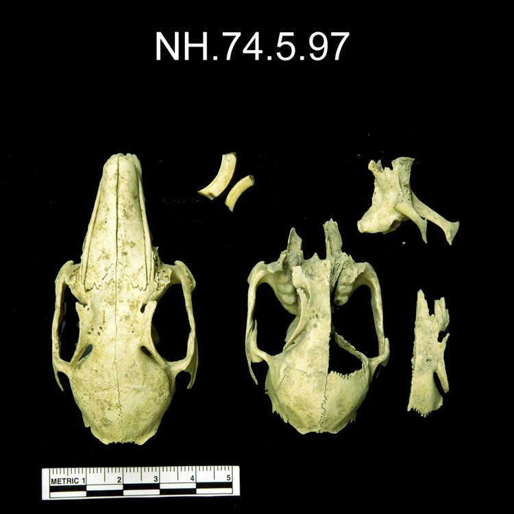 Dorsal view of object no. NH.74.5.97.
