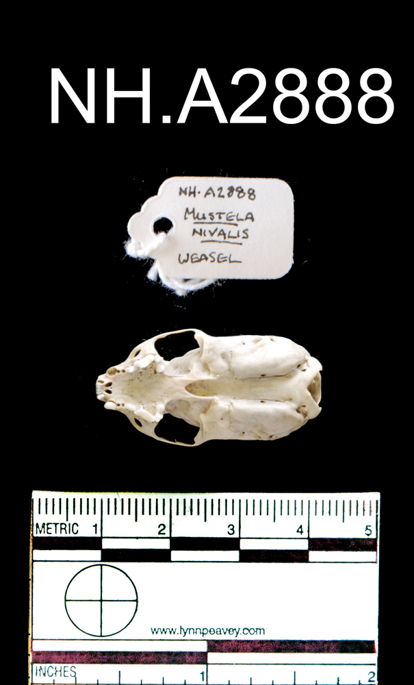 Ventral view of object no. NH.A2888.