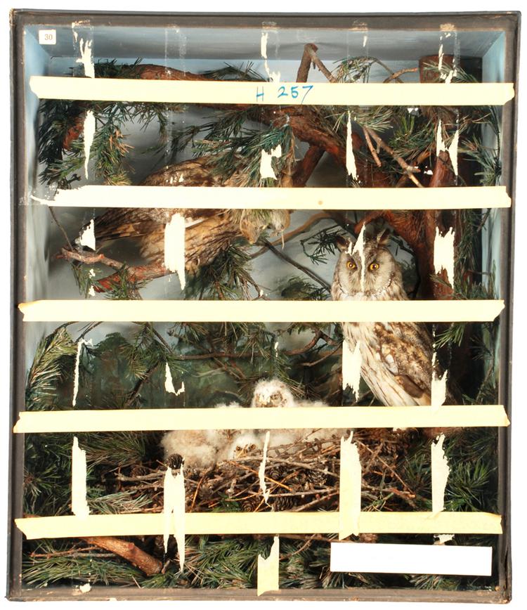 Image of Long-eared Owl