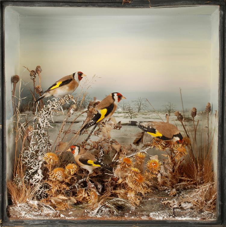 Image of European Goldfinch